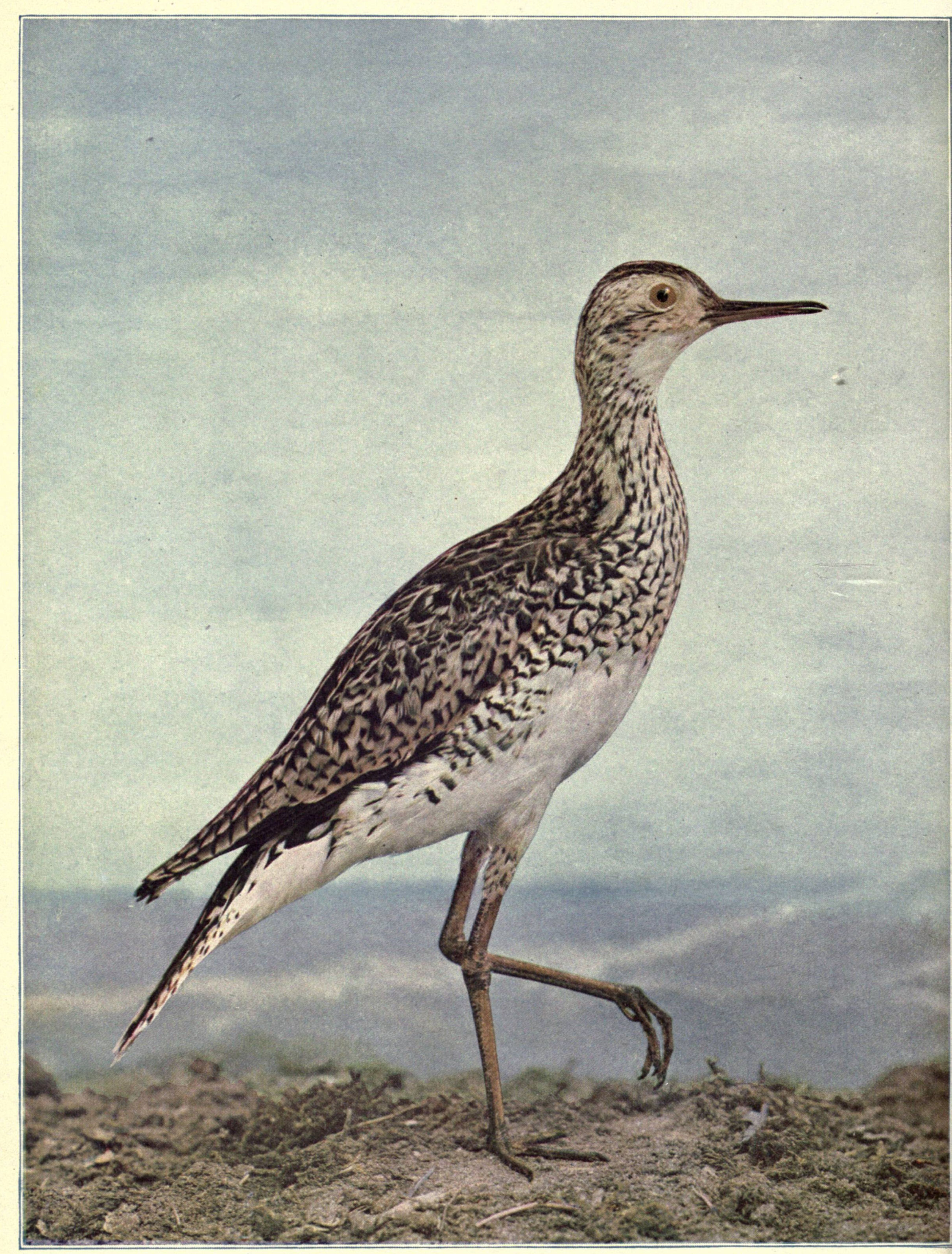 Birds Illustrated by Color Photography, Vol. 3, No. 4.