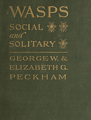 Wasps, Social and Solitary