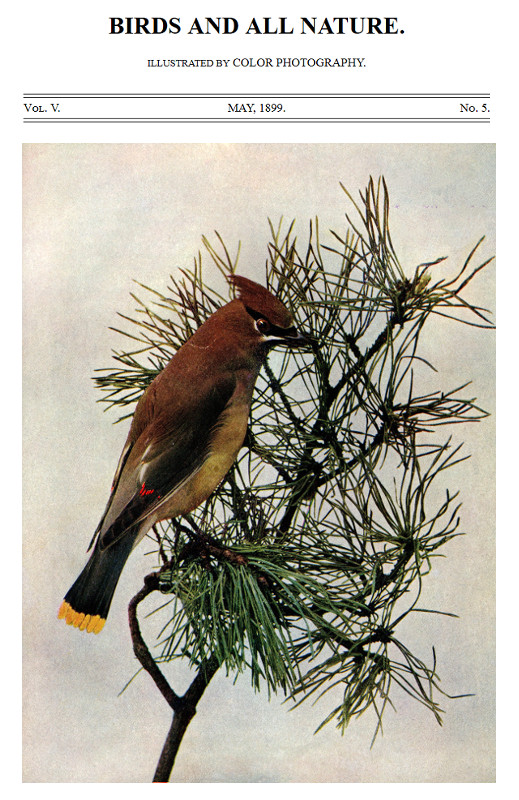 Birds and All Nature, Vol. 5, No. 5, May 1899
Illustrated by Color Photography