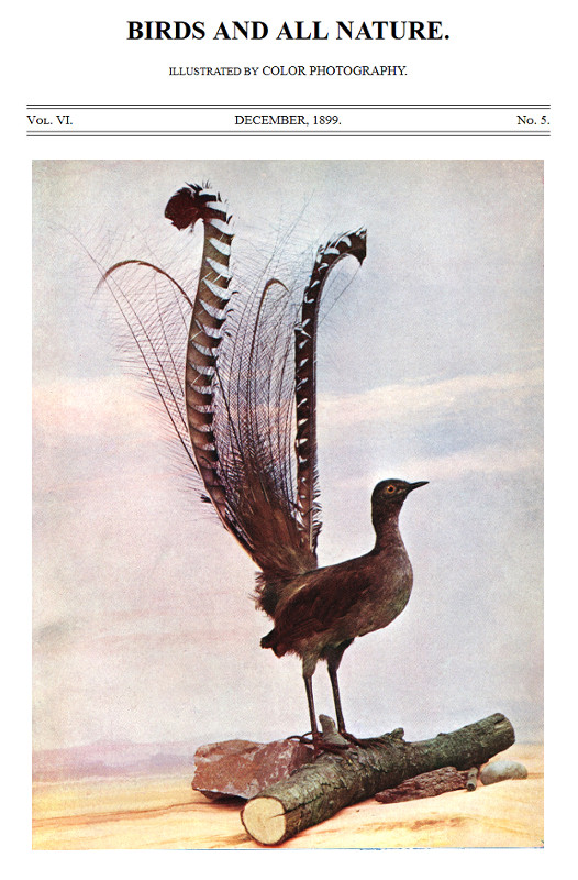 Birds and All Nature, Vol. 6, No. 5, December 1899 Illustrated by Color Photography Birds and All Nature, Vol. 6, No. 5, December 1899 Illustrated by Color Photography