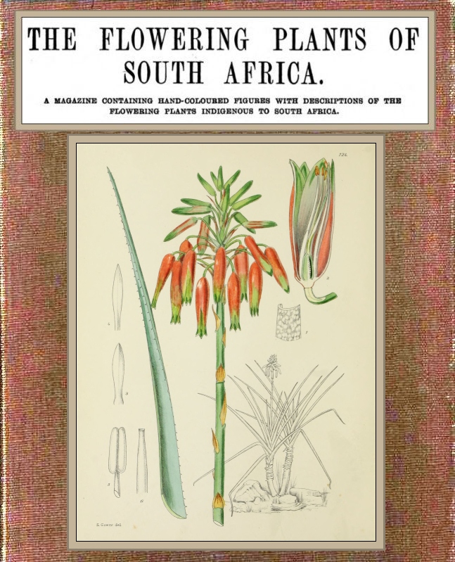 The flowering plants of South Africa; vol. 4 The flowering plants of South Africa; vol. 4