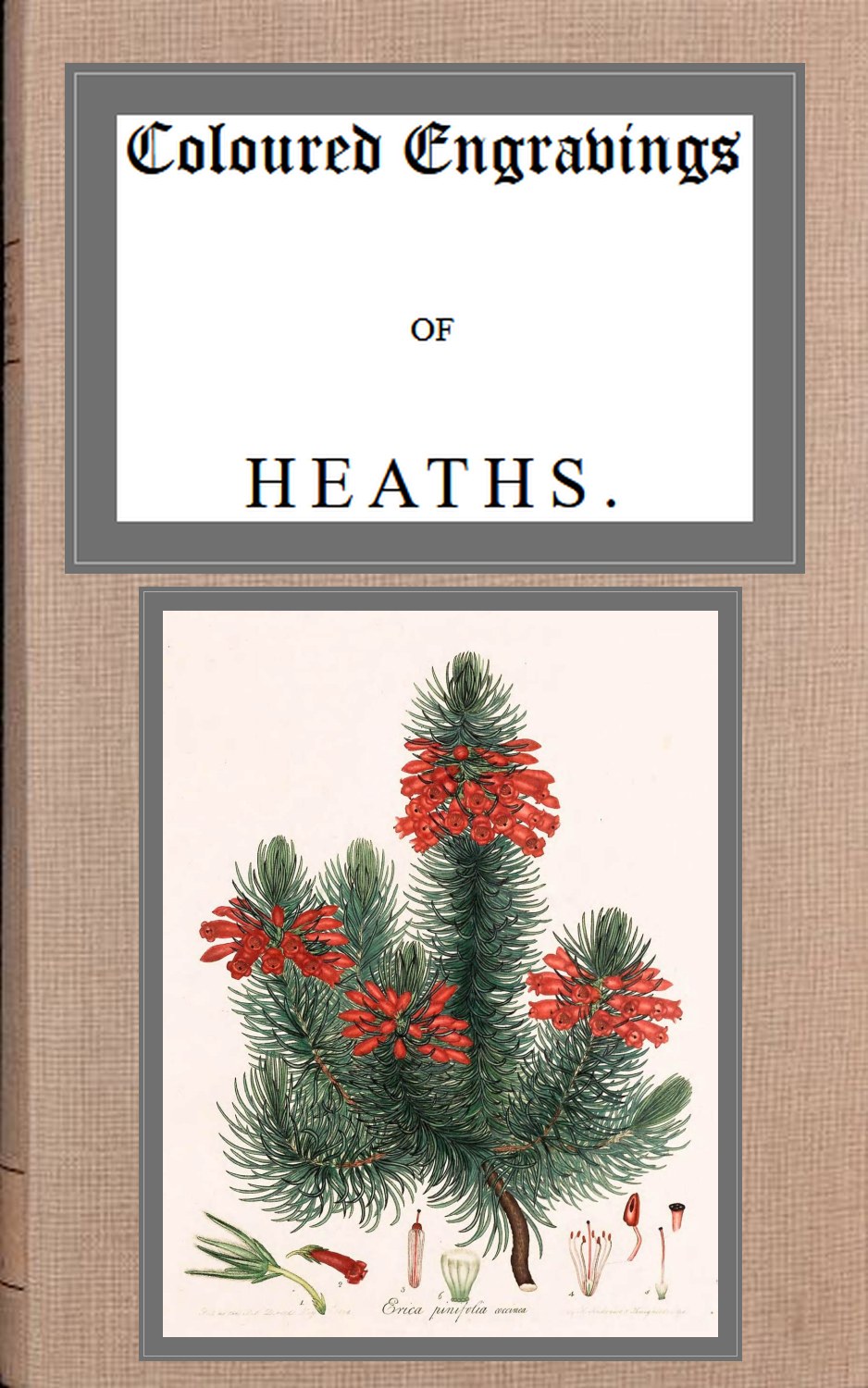 Coloured engravings of heaths; vol. 2 Coloured engravings of heaths; vol. 2
