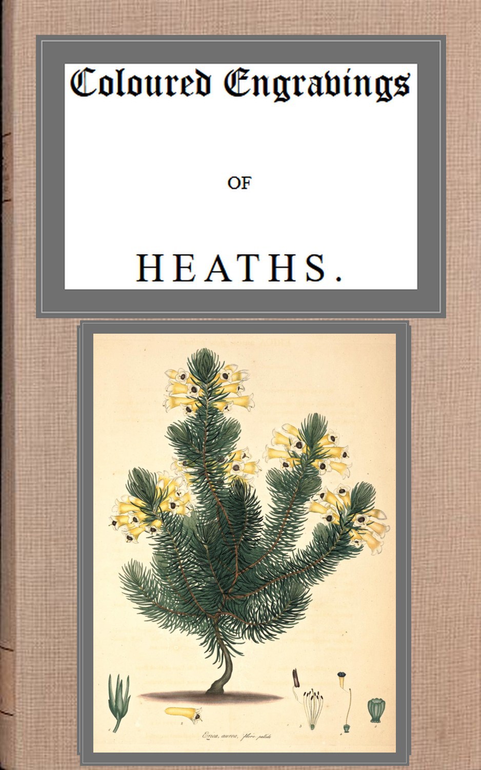 Coloured engravings of heaths; vol. 3 Coloured engravings of heaths; vol. 3