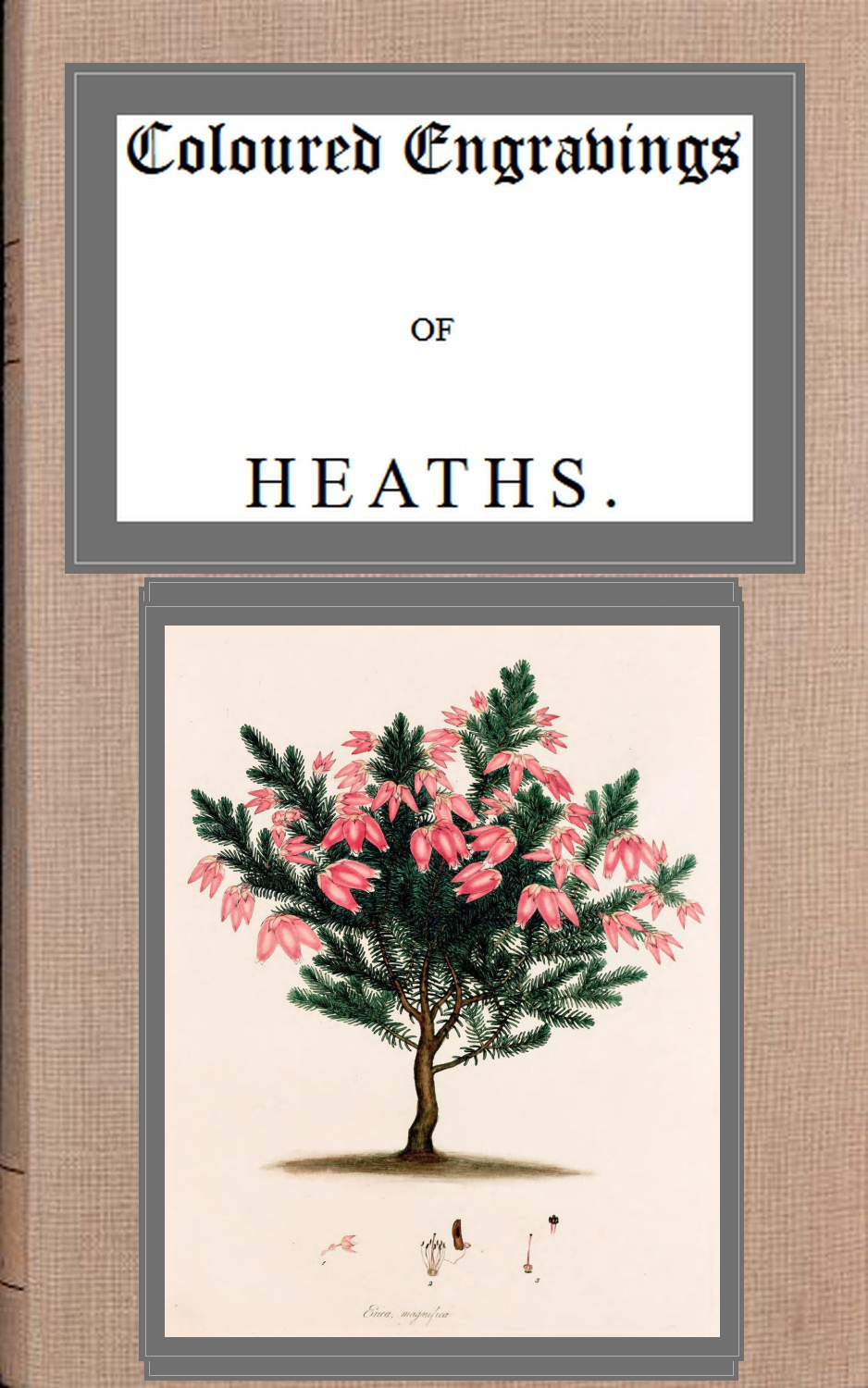 Coloured engravings of heaths; vol. 4 Coloured engravings of heaths; vol. 4